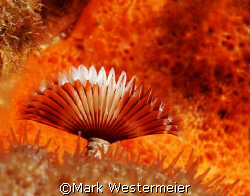 Orange on Orange - Taken with a Nikon D100, Aquatica hous... by Mark Westermeier 